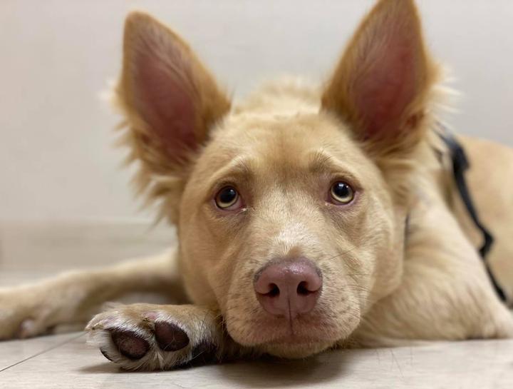 Chicago Dog Veterinarian Dog vet